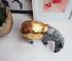 tapir